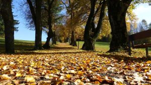 Otoño - dieta para afrontarlo